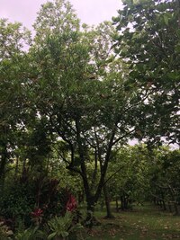 Artocarpus altilis x mariannensis 'Mei koeng'