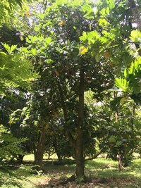 Artocarpus altilis x mariannensis 'Sewan'