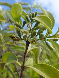 Santalum ellipticum