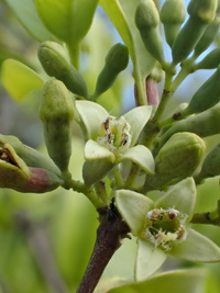 Santalum ellipticum