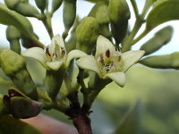 Santalum ellipticum