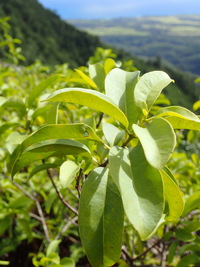 Santalum ellipticum