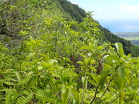 Santalum ellipticum