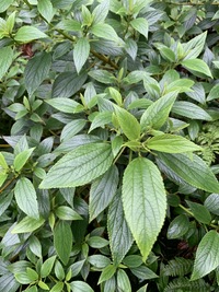 Pipturus kauaiensis