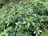 Pipturus kauaiensis