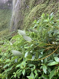 Pipturus kauaiensis