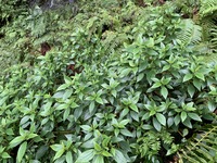 Pipturus kauaiensis