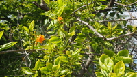 Cordia subcordata