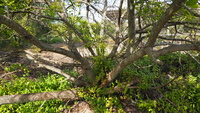 Cordia subcordata