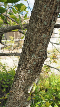 Cordia subcordata