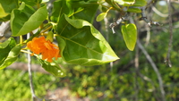 Cordia subcordata