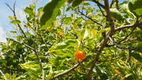 Cordia subcordata