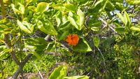 Cordia subcordata