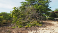 Cordia subcordata