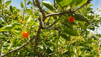 Cordia subcordata