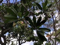 Cerbera manghas
