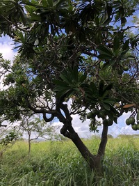 Cerbera manghas