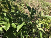 Santalum ellipticum