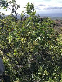 Santalum ellipticum