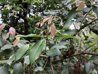 Cinnamomum burmanni
