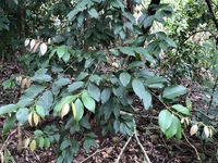 Cinnamomum burmanni