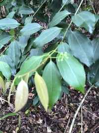 Cinnamomum burmanni