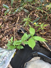 Cinnamomum burmanni