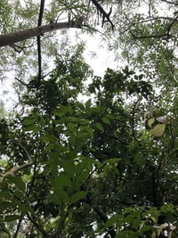 Cinnamomum burmanni