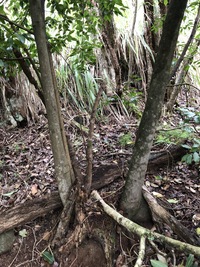 Cinnamomum burmanni