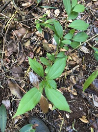 Cinnamomum burmanni