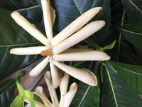Gardenia oudiepe