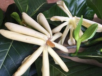 Gardenia oudiepe