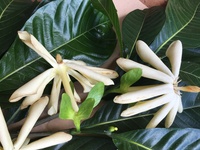 Gardenia oudiepe