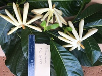 Gardenia oudiepe