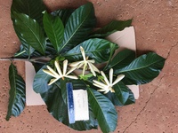Gardenia oudiepe