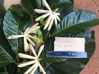 Gardenia oudiepe