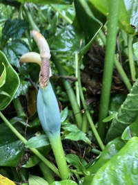 Alocasia cucullata