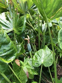 Alocasia cucullata