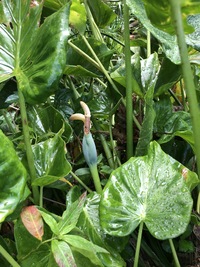 Alocasia cucullata