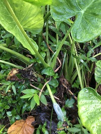 Alocasia cucullata