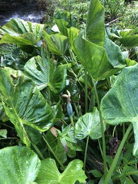 Alocasia cucullata