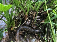 Alocasia cucullata