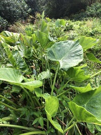 Alocasia cucullata