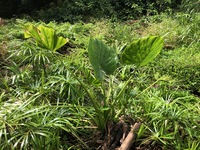 Alocasia cucullata