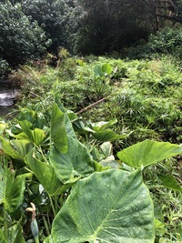 Alocasia cucullata