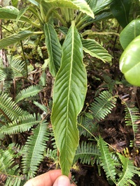 Trematolobelia kauaiensis