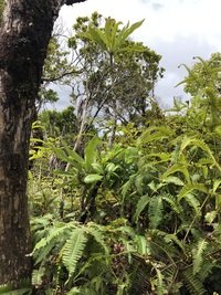 Trematolobelia kauaiensis