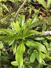 Trematolobelia kauaiensis