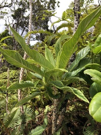 Trematolobelia kauaiensis