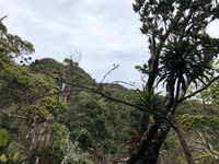 Trematolobelia kauaiensis